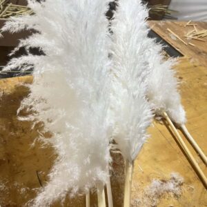 Fluffy Pampas Grass/dried/Decorative flowers